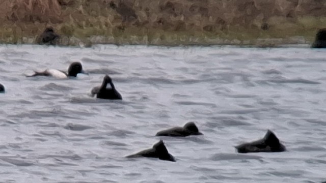 Tufted Duck x Greater Scaup (hybrid) - ML646417150
