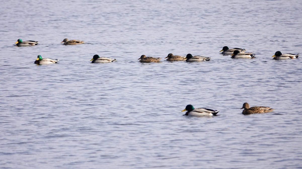 Mallard - ML646417151