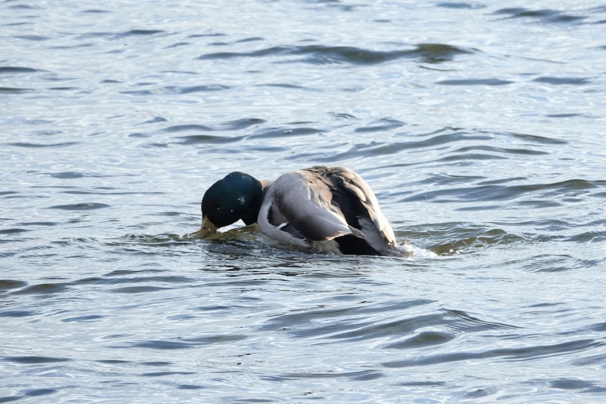 Mallard - ML646417152