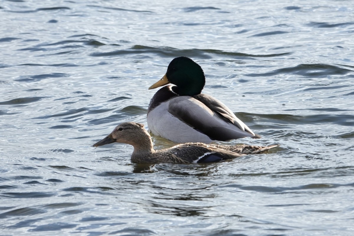 Mallard - ML646417153