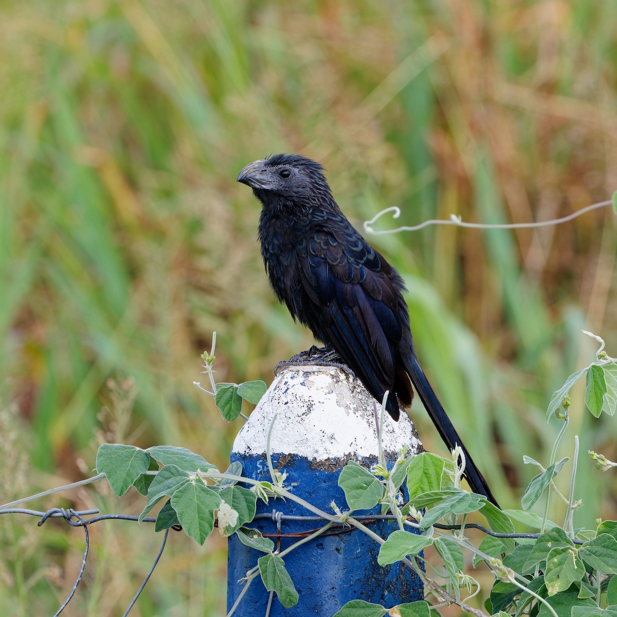 Groove-billed Ani - ML646417154