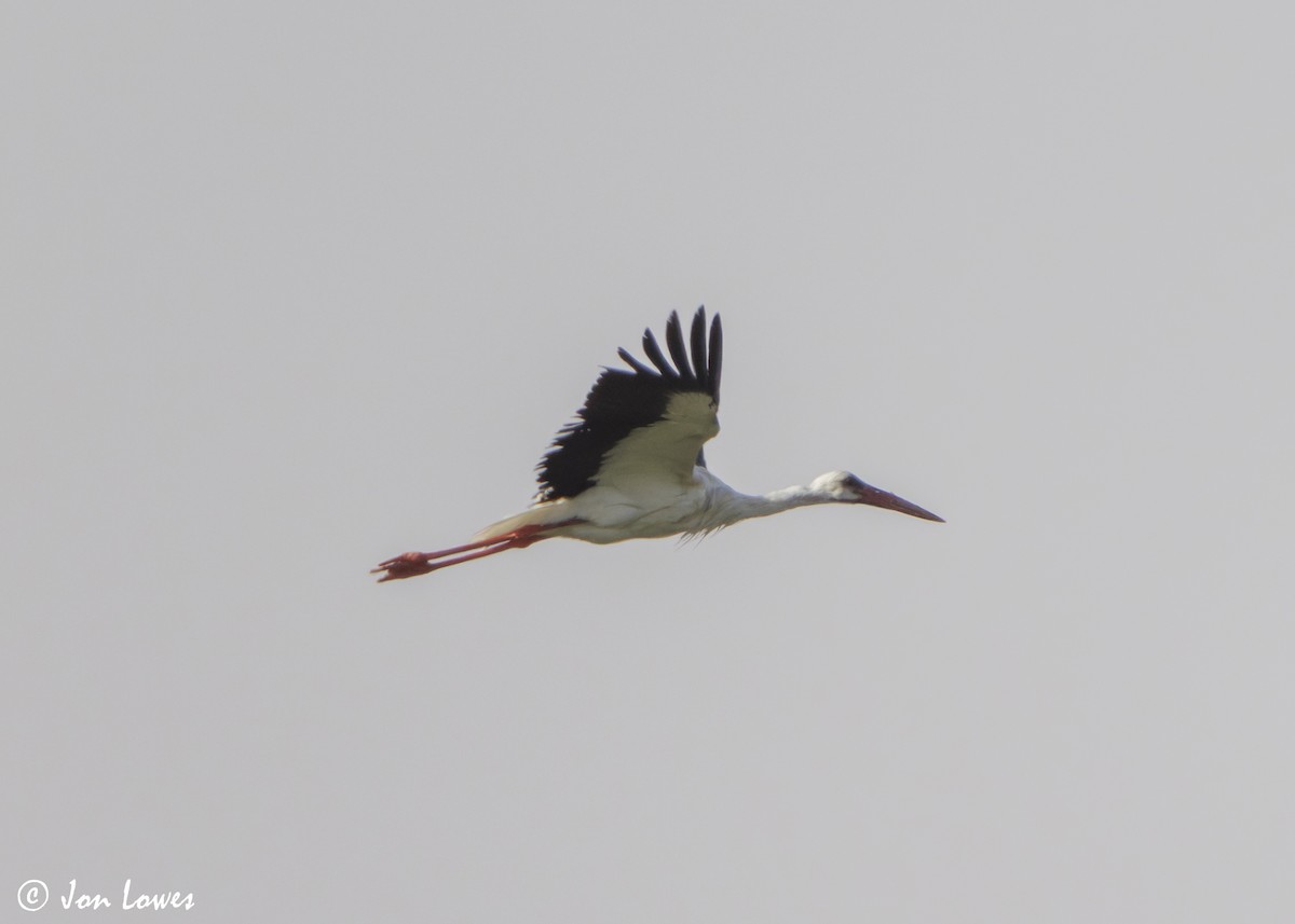 čáp bílý - ML646417158