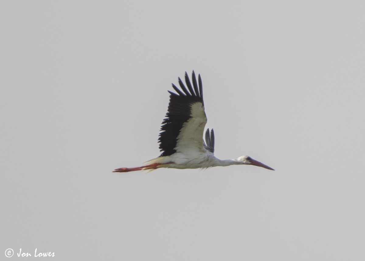 čáp bílý - ML646417159