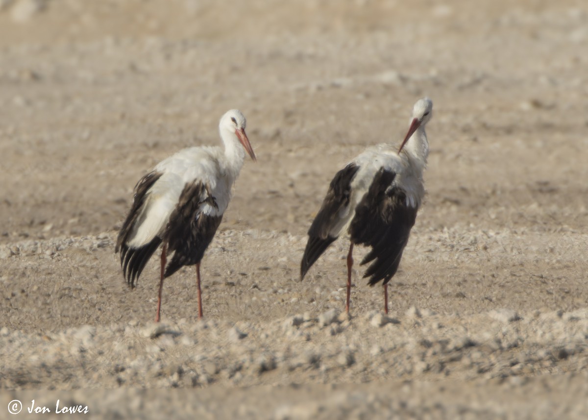 čáp bílý - ML646417160