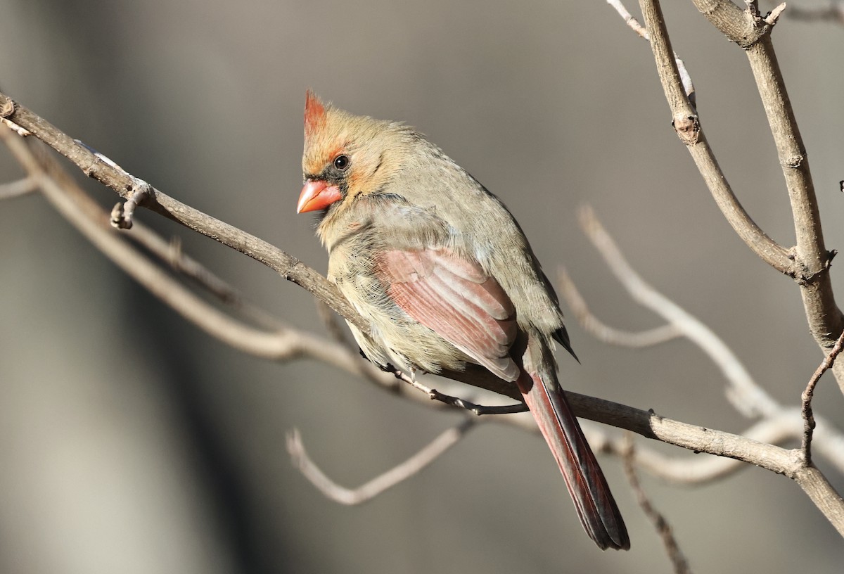 Northern Cardinal - ML646417161