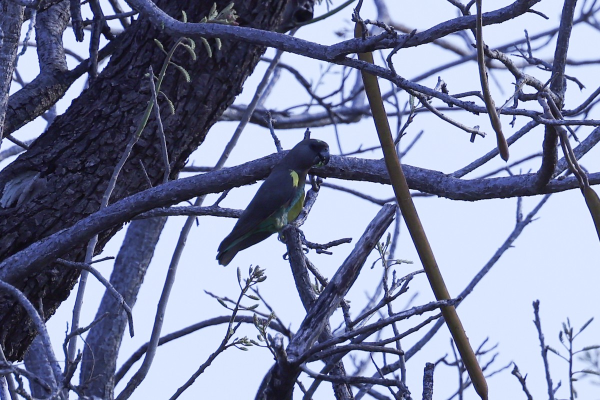 Meyer's Parrot - ML646417165