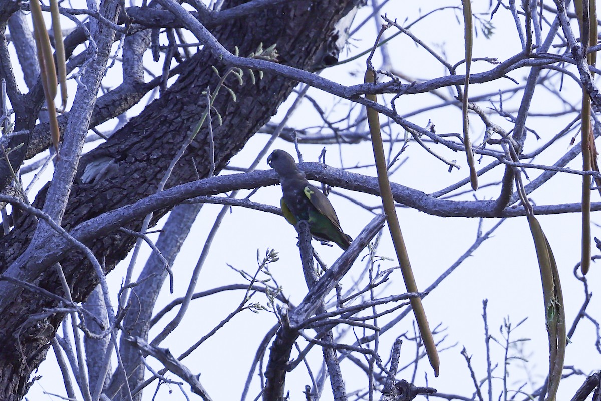 Meyer's Parrot - ML646417166