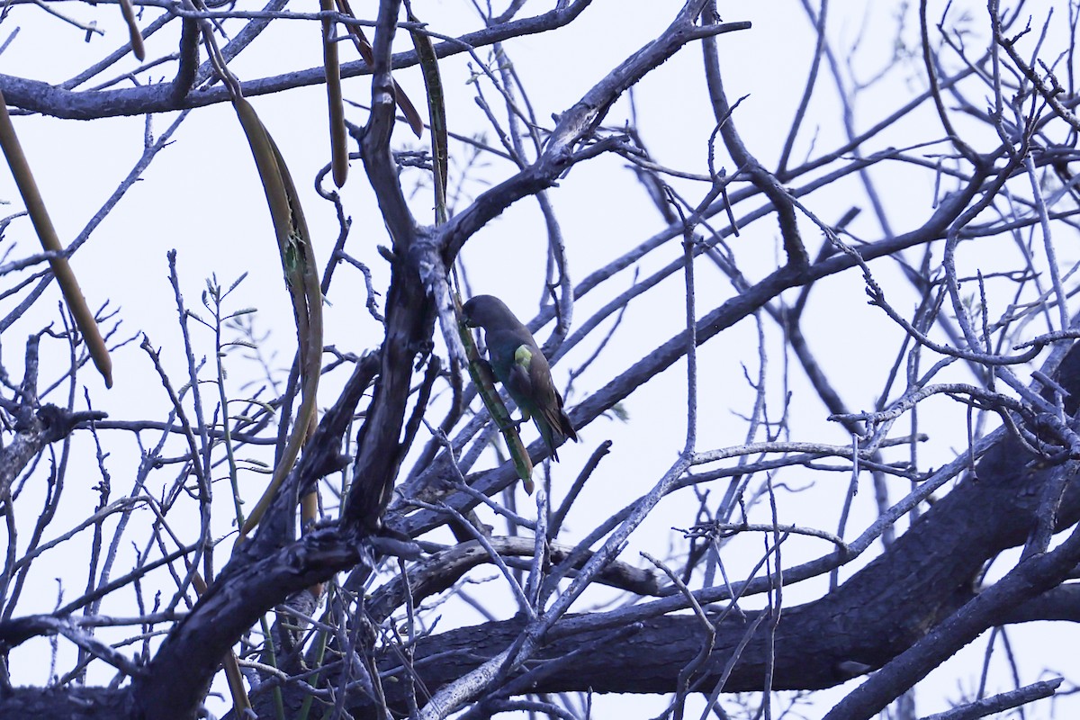 Meyer's Parrot - ML646417167