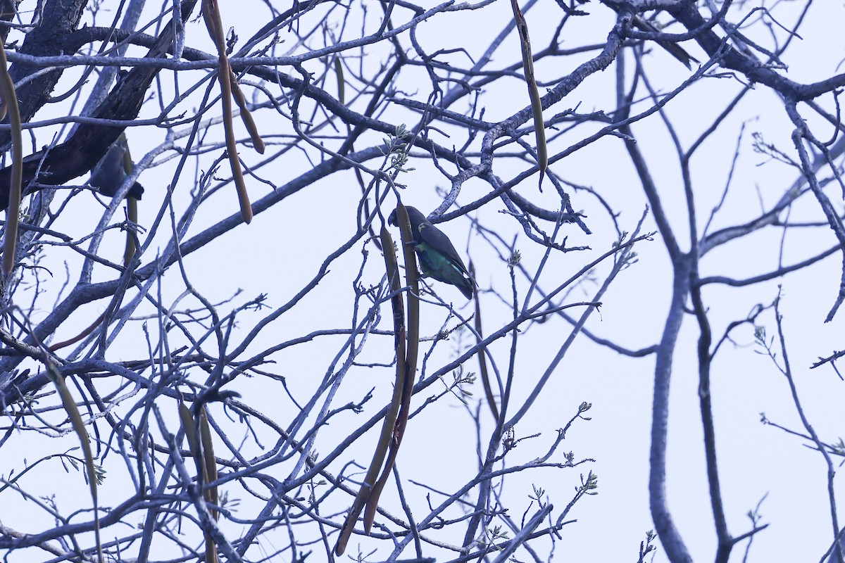 Meyer's Parrot - ML646417168