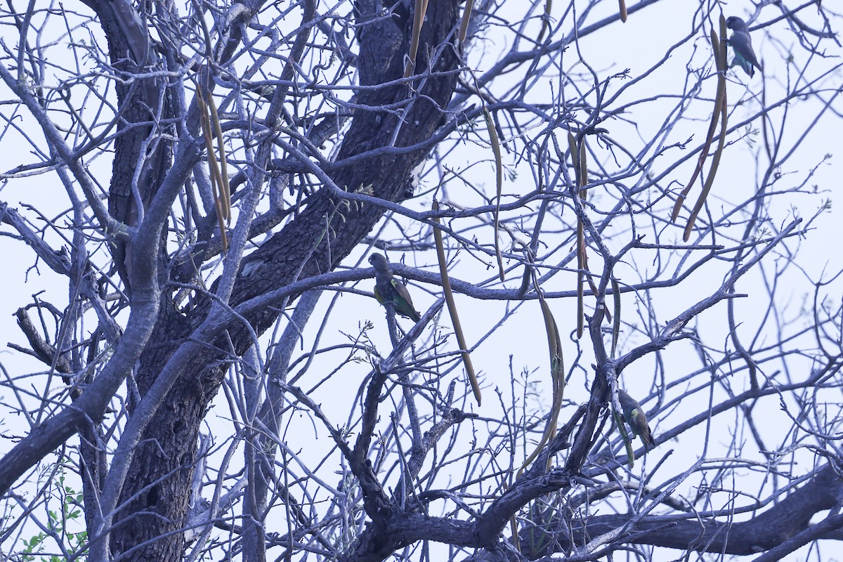 Meyer's Parrot - ML646417169