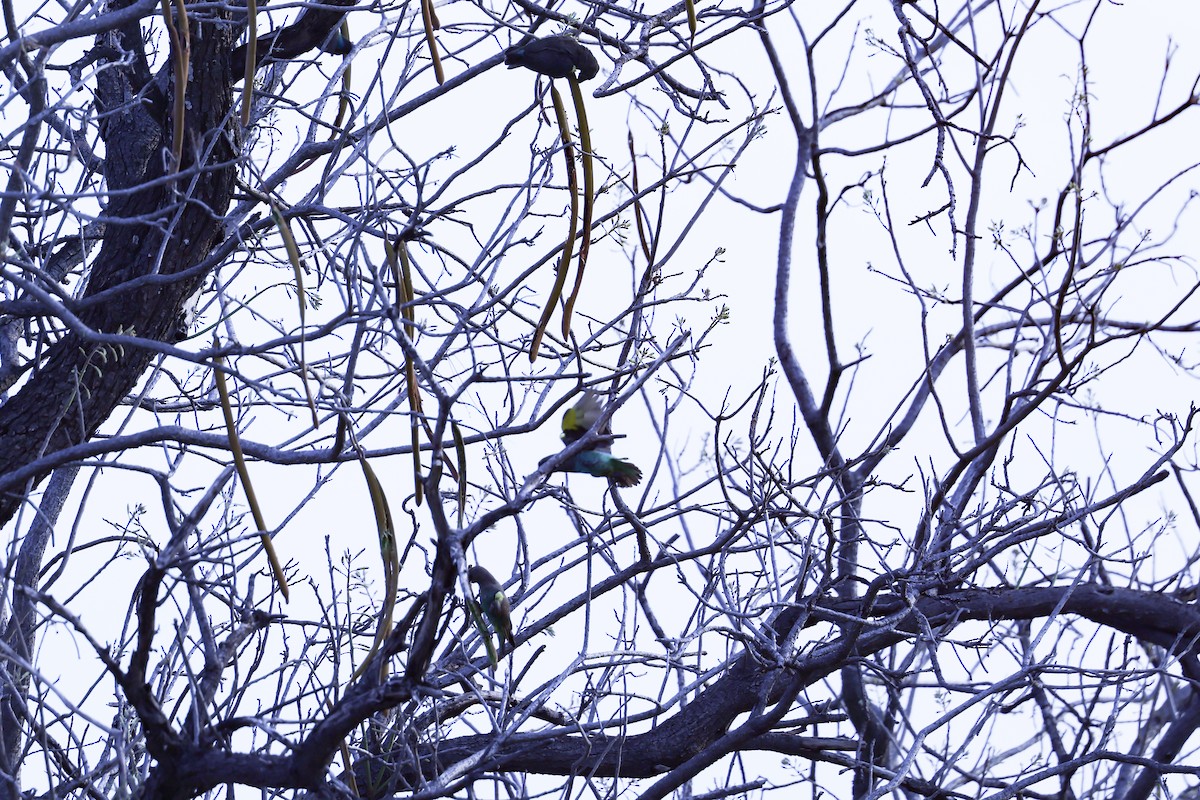 Meyer's Parrot - ML646417170