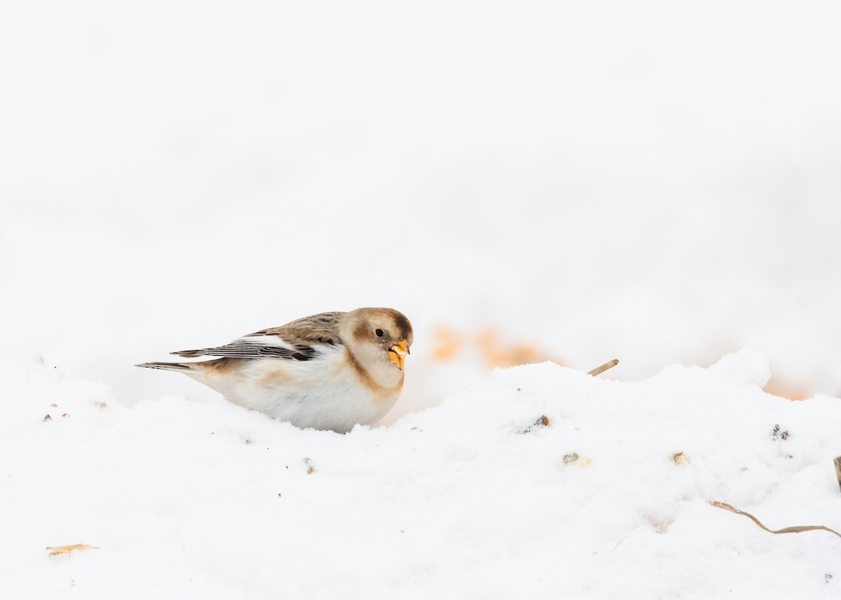 Snow Bunting - ML646417171