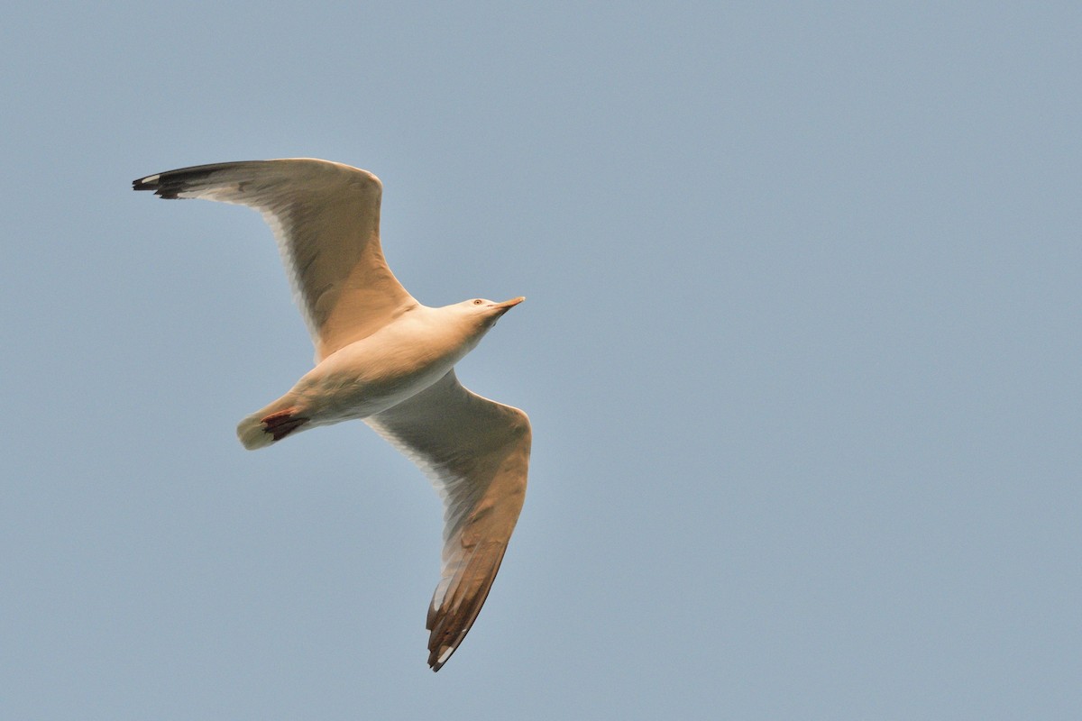 Мартин американський - ML646417172