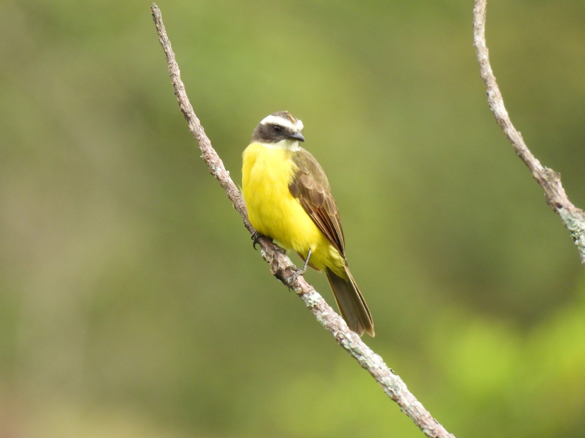 Rusty-margined Flycatcher - ML646417173