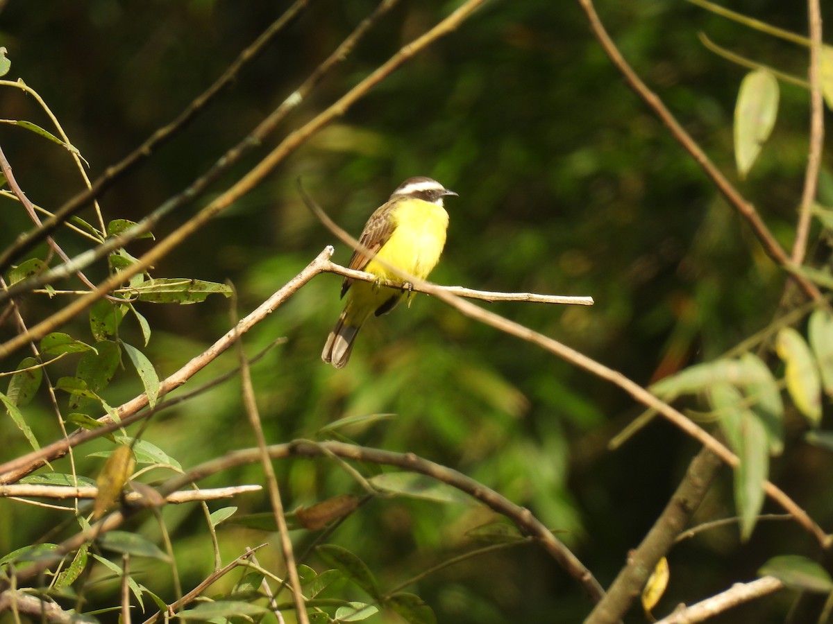 Rusty-margined Flycatcher - ML646417174