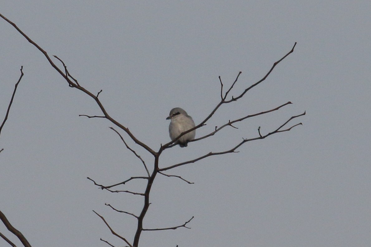 Antzandobi boreala - ML646417175