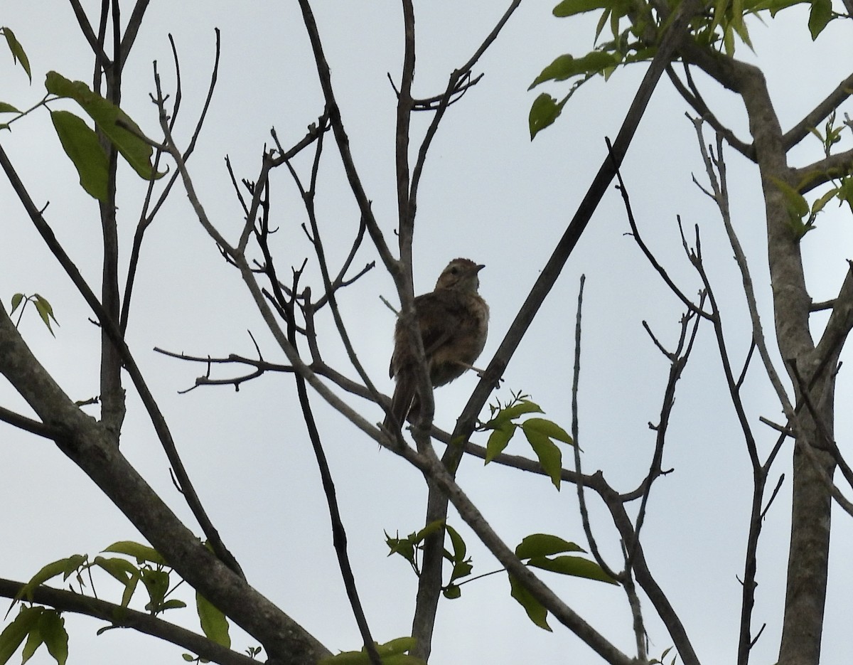 Firewood-gatherer - ML646417177