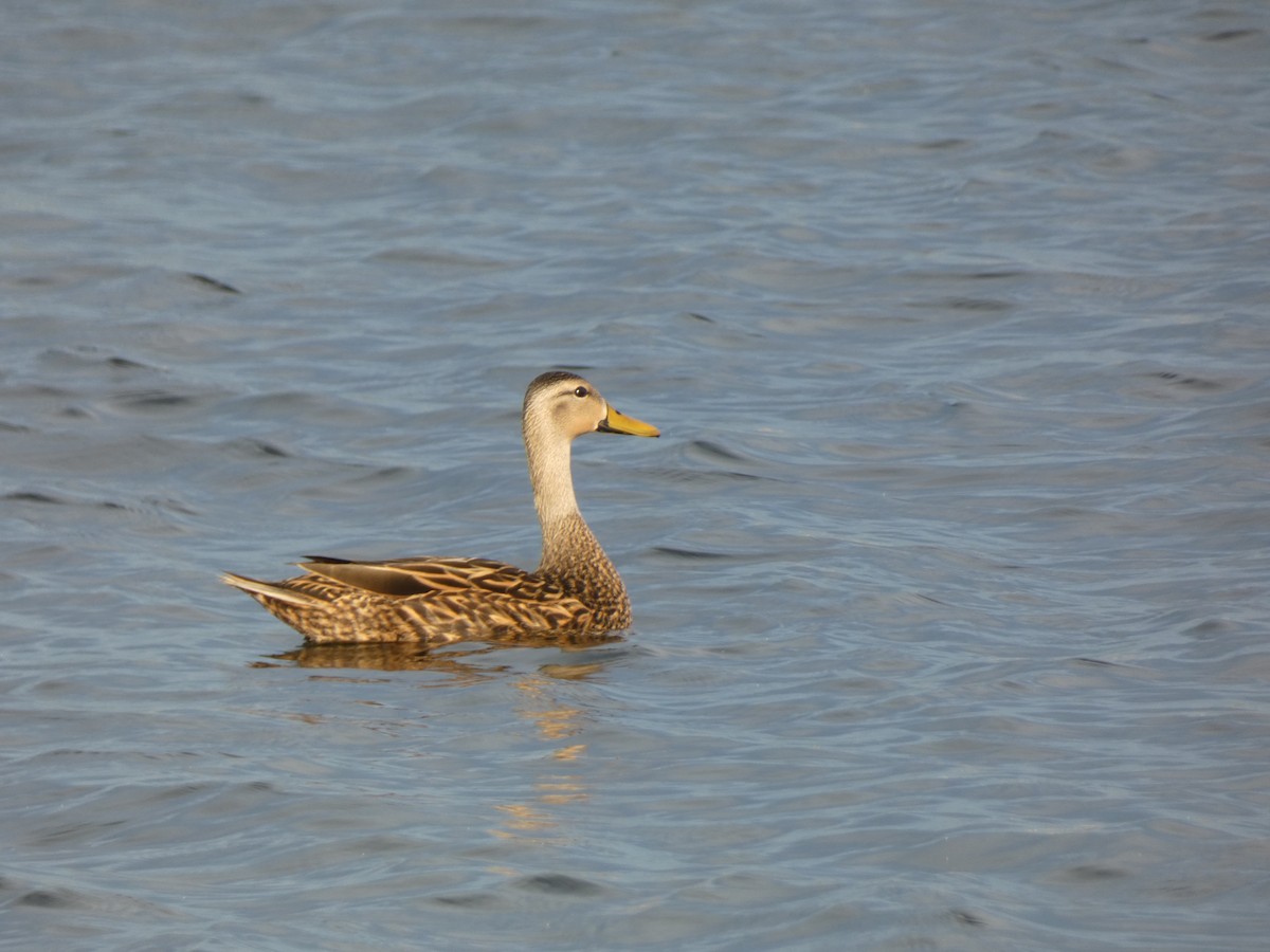 Mottled Duck - ML646417178