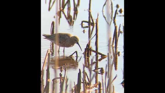 Curlew Sandpiper - ML646417179