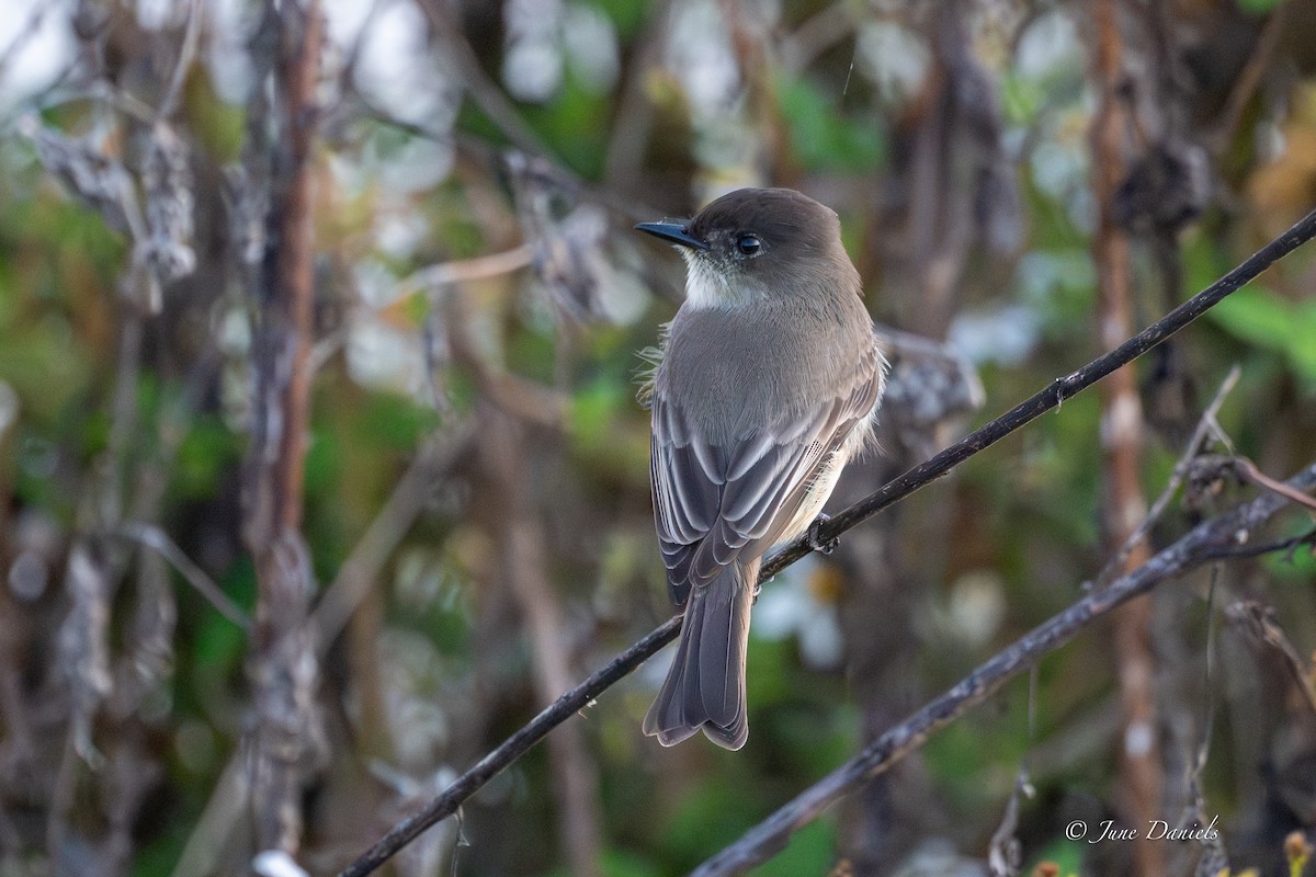 Eastern Phoebe - ML646417182