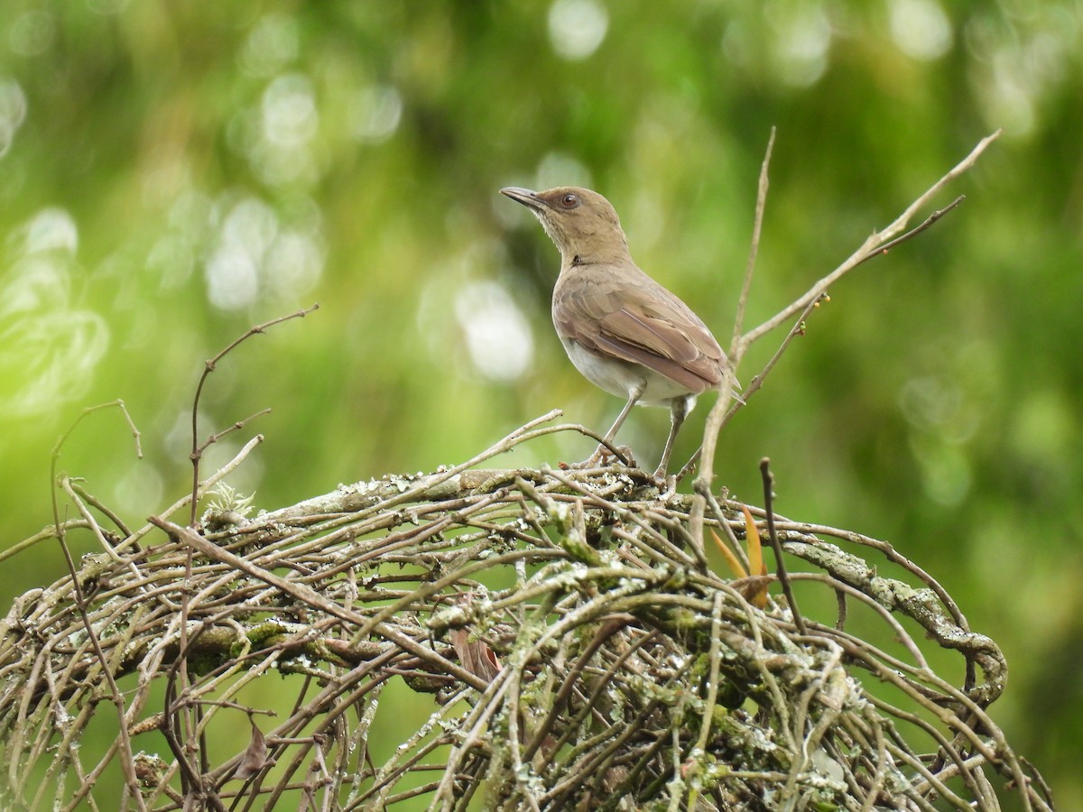 Черноклювый дрозд - ML646417183