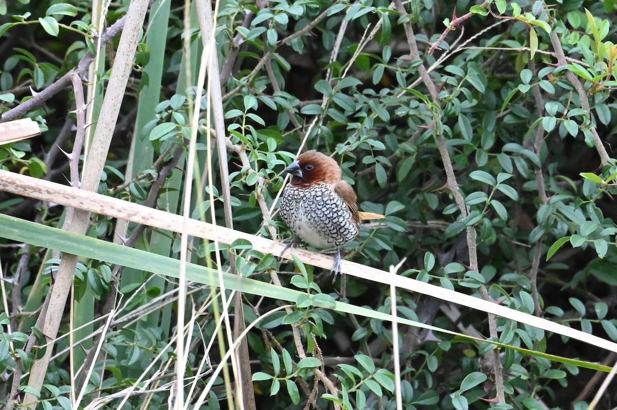Munia pettosquamato - ML646417184