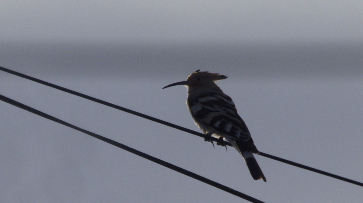 Common Hoopoe - ML646417185