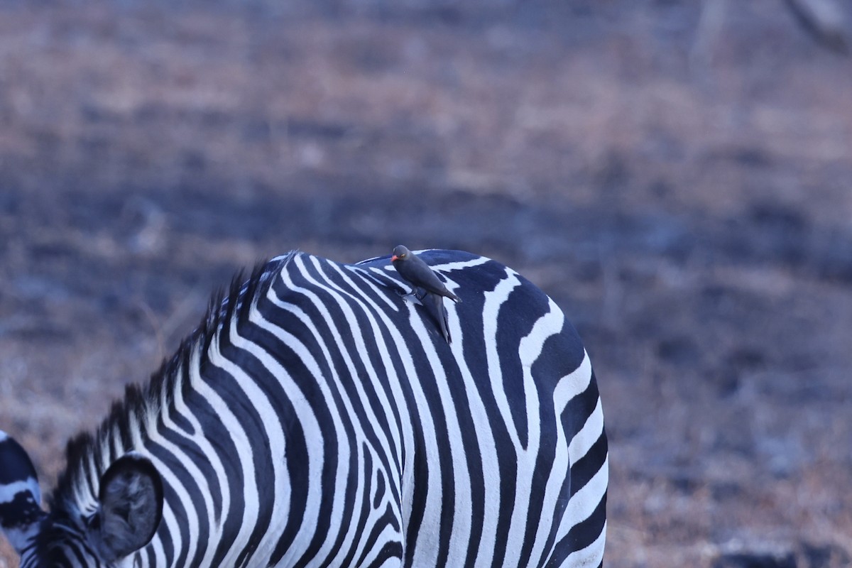 Red-billed Oxpecker - ML646417188