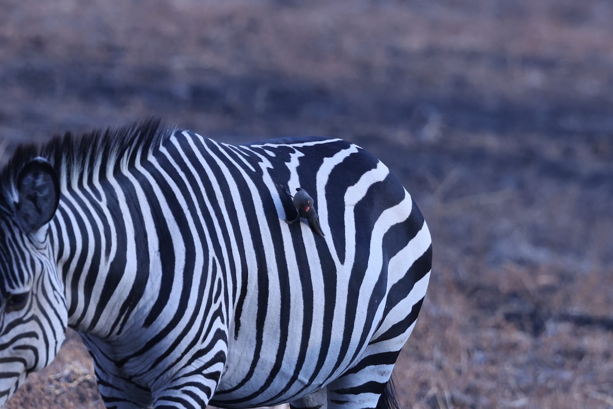 Red-billed Oxpecker - ML646417189