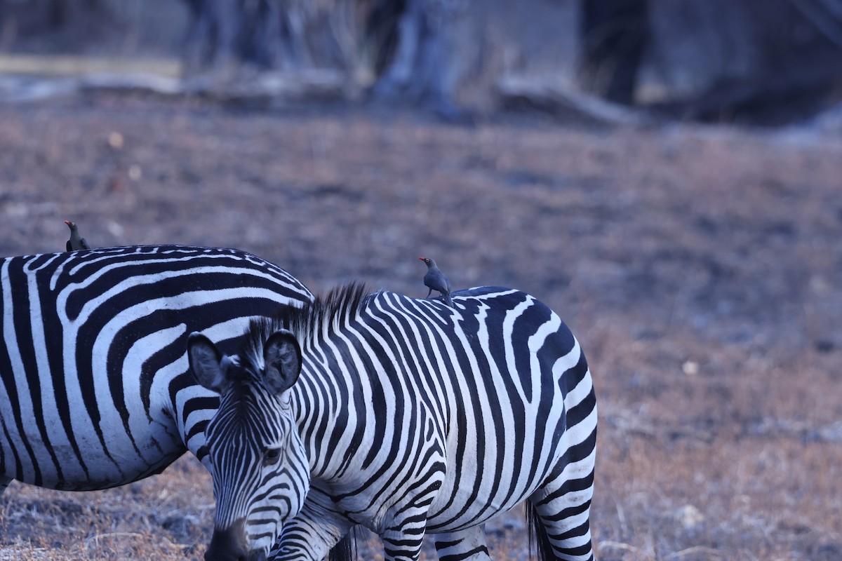 Red-billed Oxpecker - ML646417190