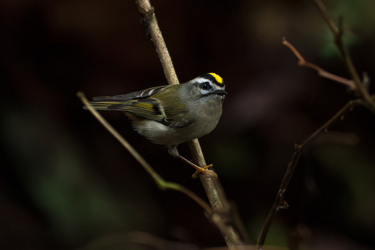 Erregetxo amerikarra - ML646417191