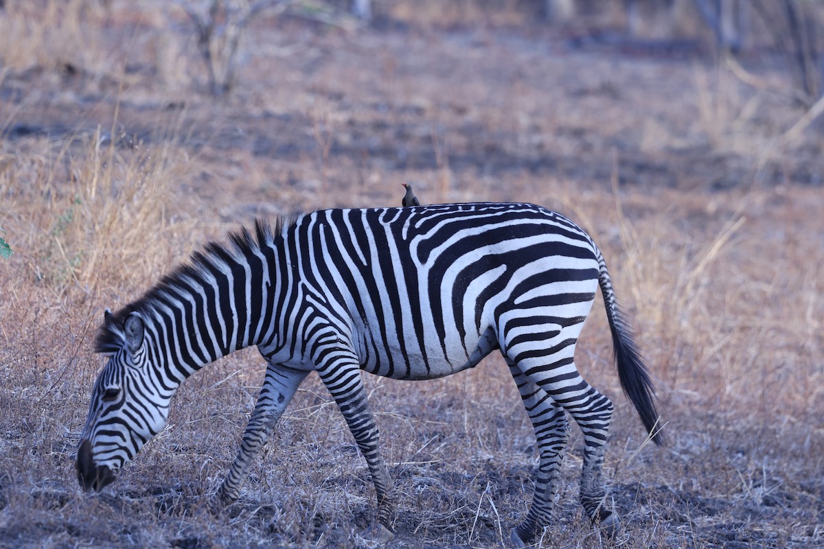 Red-billed Oxpecker - ML646417192