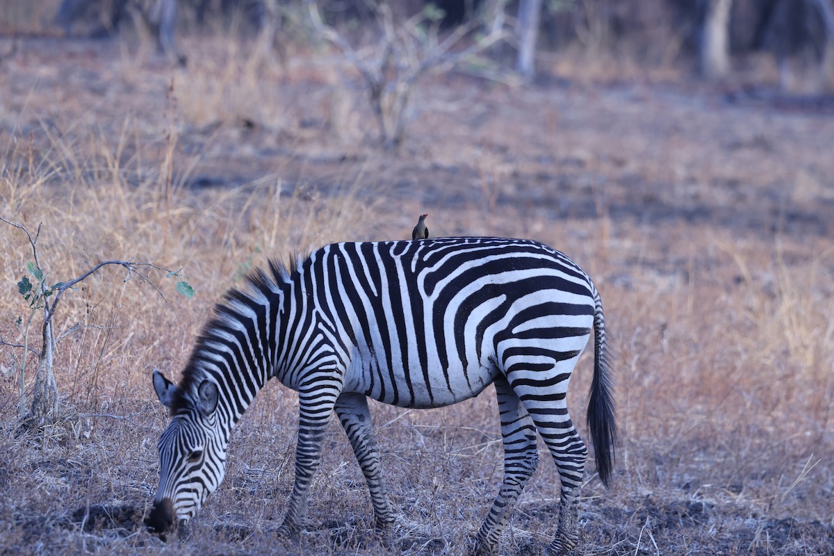 Red-billed Oxpecker - ML646417194