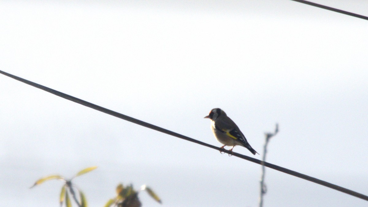 Бор бужирга - ML646417195