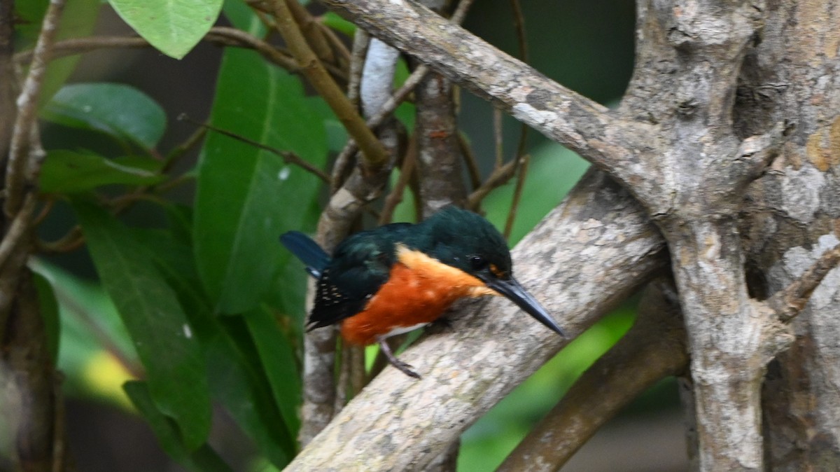 rybařík trpasličí - ML646417197