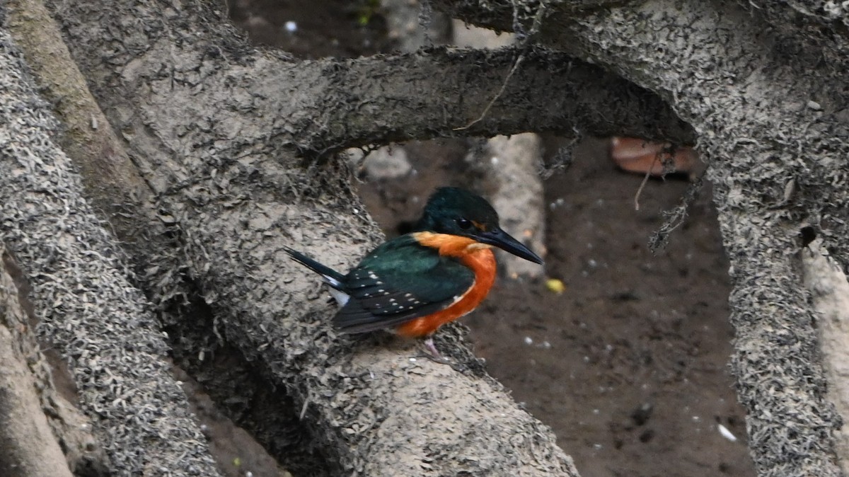 rybařík trpasličí - ML646417198