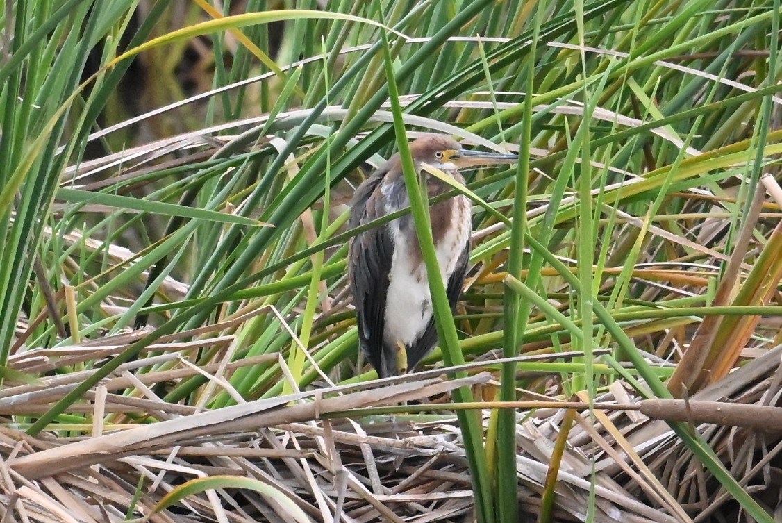 Tricolored Heron - ML646417204