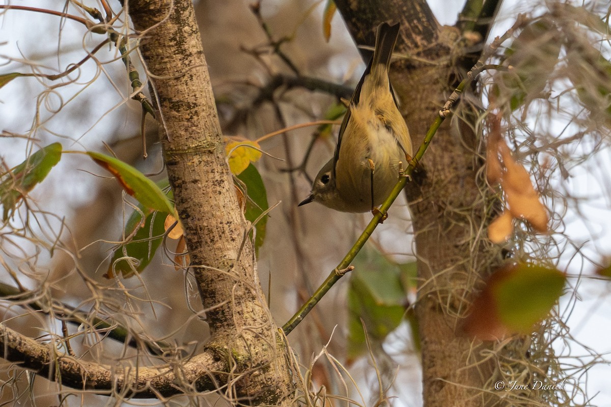 králíček americký - ML646417206