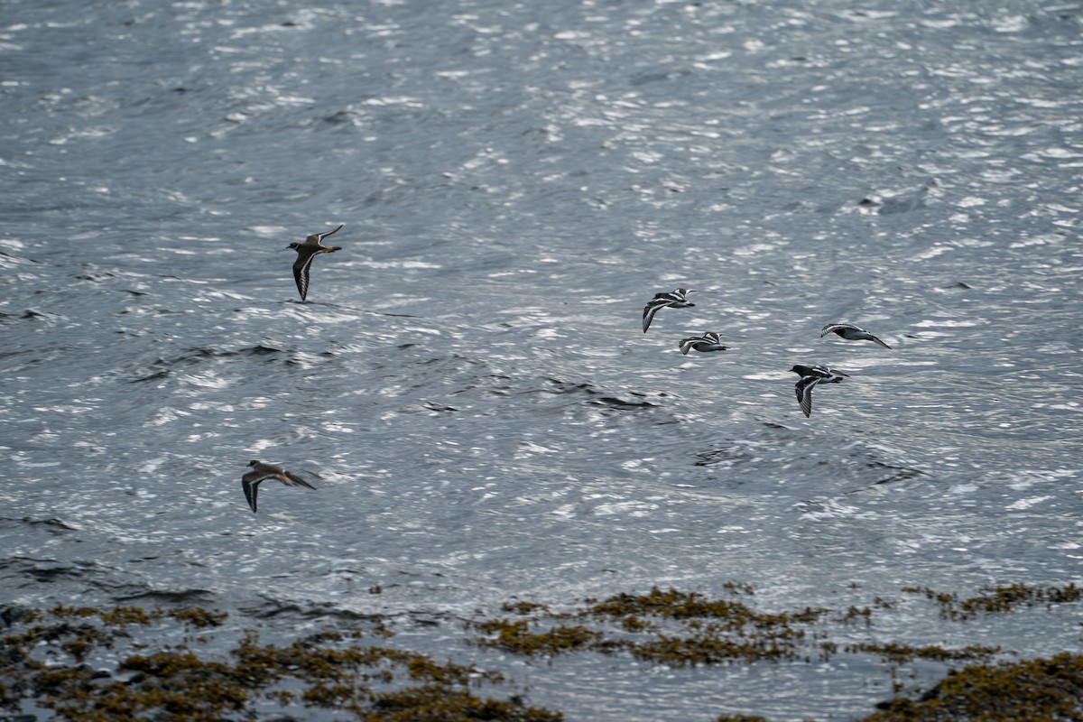 Пісочник крикливий - ML646417207