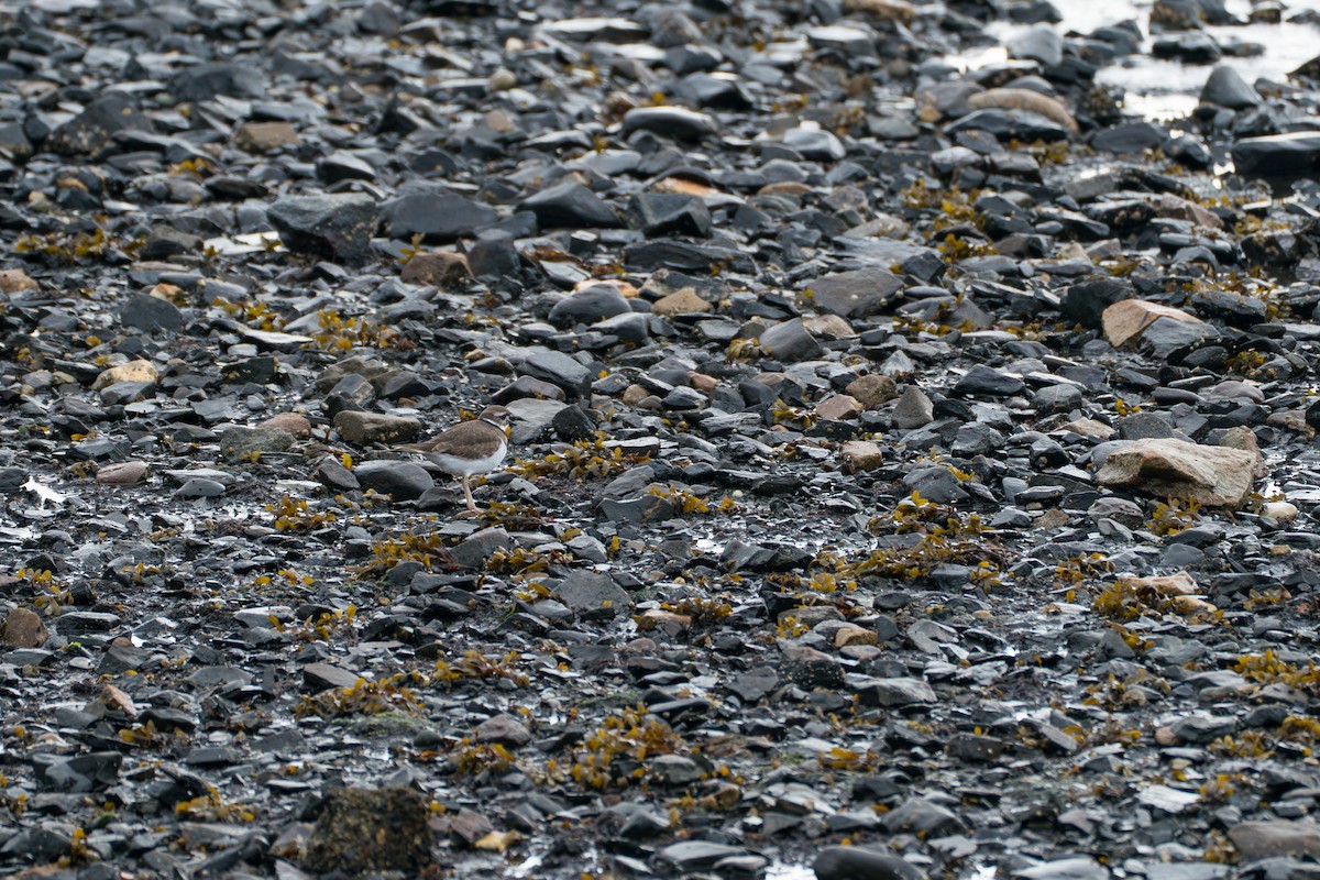 Пісочник крикливий - ML646417208