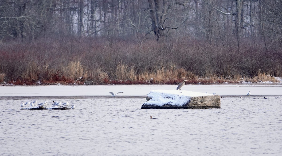 Great Blue Heron - ML646417210