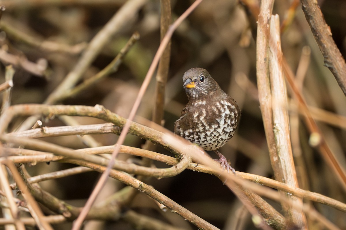 Пасовник рябогрудий [група unalaschcensis] - ML646417211