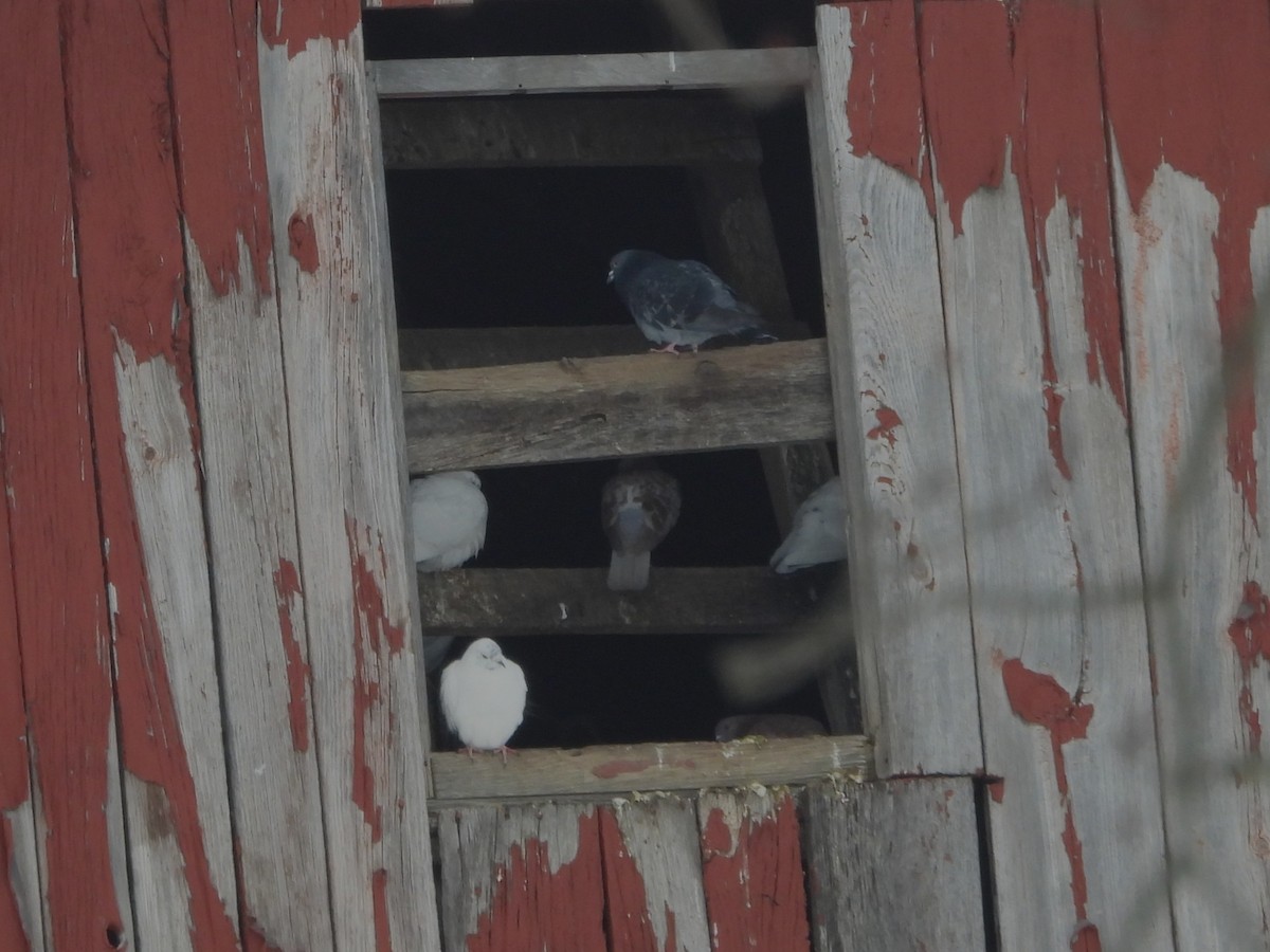 Piccione domestico - ML646417212