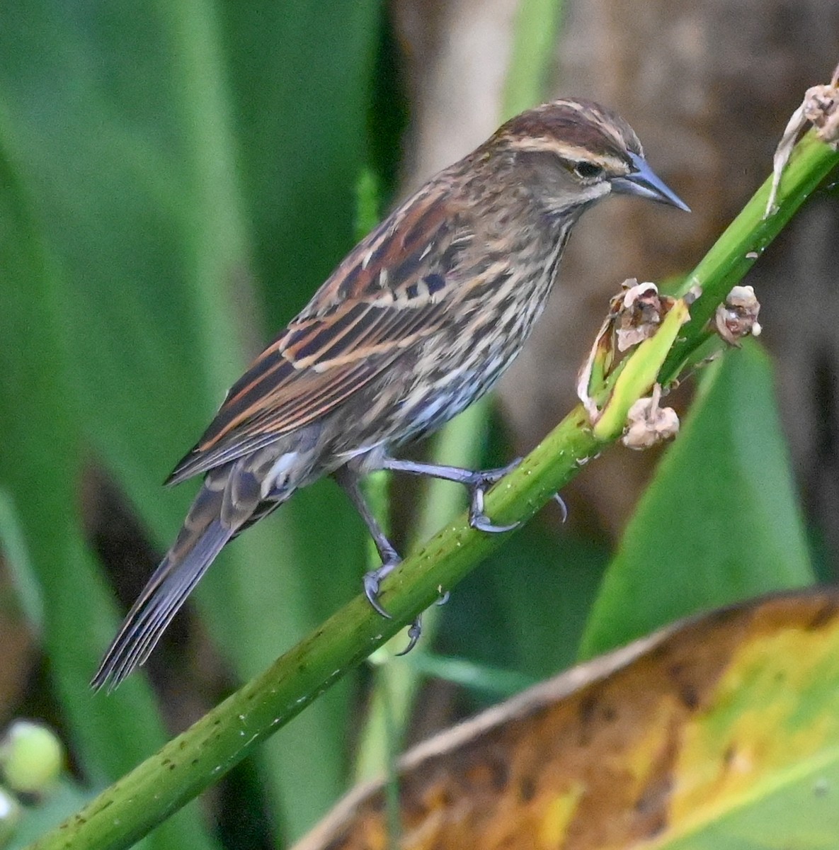 Red-winged Blackbird - ML646417213