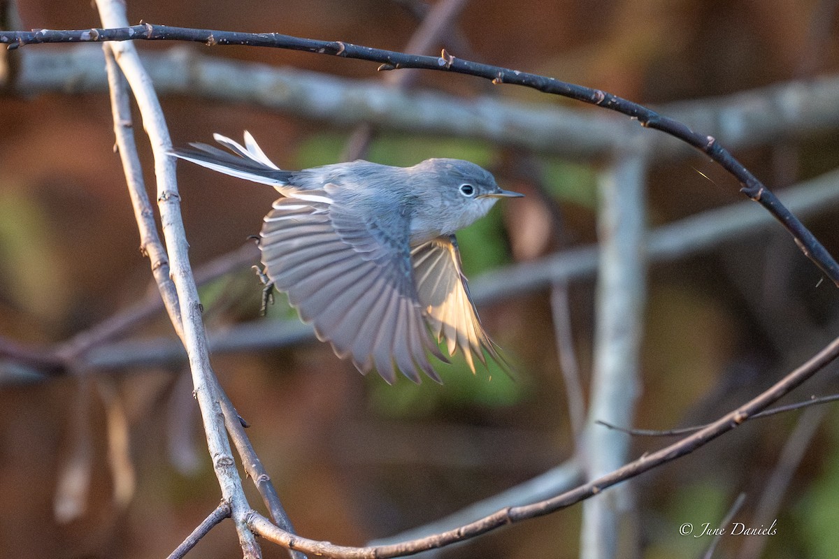 Комароловка сиза - ML646417214