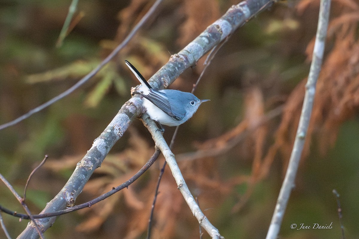 Комароловка сиза - ML646417215