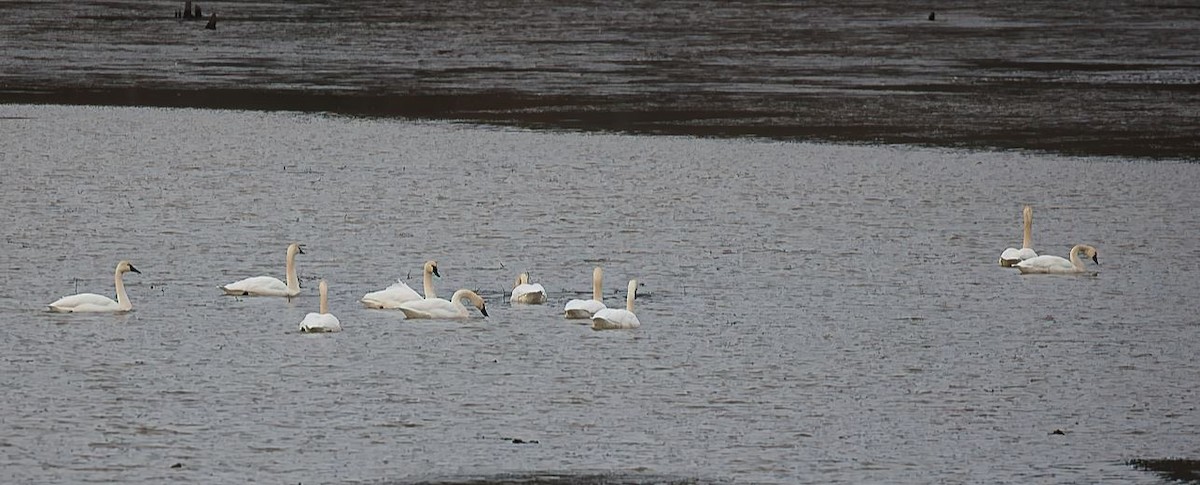 Tundra Swan - ML646417216