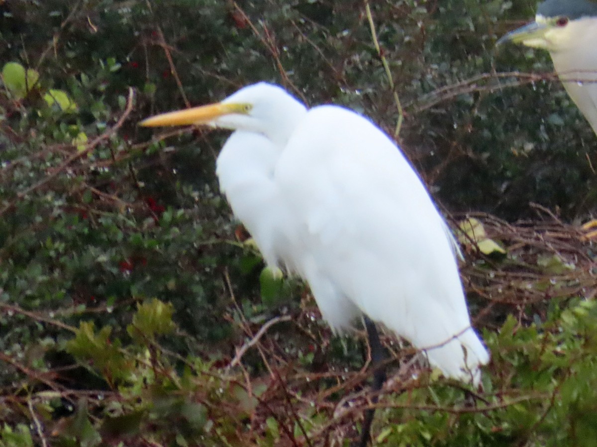 Airone bianco maggiore - ML646417217