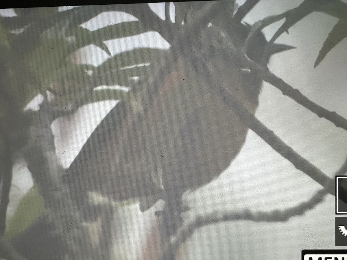 アカハラマルハシミツドリ - ML646417219