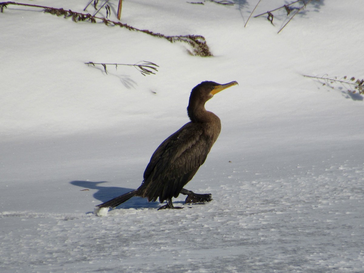 Cormoran à aigrettes - ML646417220
